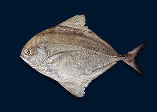 Shafi Marine Black Pomfret