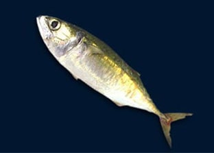 Shafi Marine Indian Mackerel