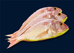 Shafi Marine Japanese Threadfin Bream