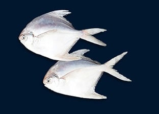 Shafi Marine Silve -Pomfret