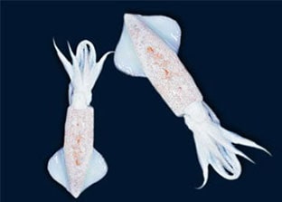Shafi Marine Squid Whole