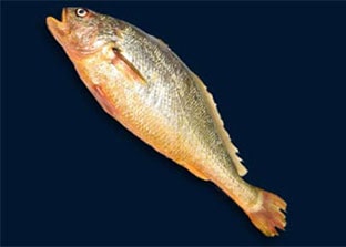 Shafi Marine Yellow Croacker